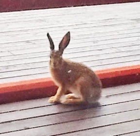 Baby hare July