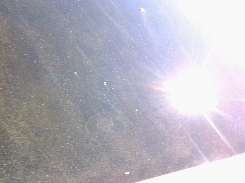 Jellyfish in kayak waters